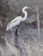Egret