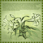 Lilies