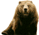 Photo of Brown Bear