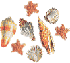 Shell collage