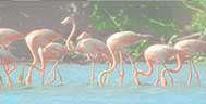 Flamingos