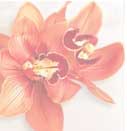 Orchids